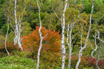 白樺の紅葉