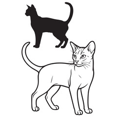 Abyssinians cat