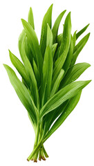 Fototapeta premium A bunch of vibrant green leaves, tightly clustered together. The leaves are long and slender, with a slightly pointed tip. 