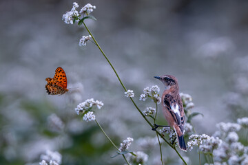 蕎麦畑の中のノビタキと蝶