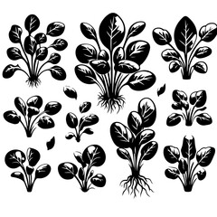 Collection of black and white spinach plants with roots and leaves in various sizes and arrangements