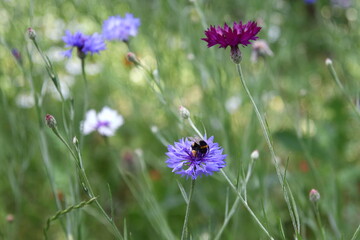 Trzmiel ziemny - Bombus terrestris na chabrze bławatku - Centaurea cyanus © Gabriela