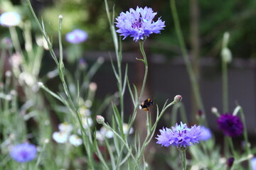 Trzmiel ziemny - Bombus terrestris na chabrze bławatku - Centaurea cyanus © Gabriela