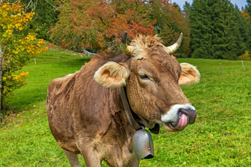 Kuh - Allgäu - lustig - Zunge - Herbst - Braunvieh