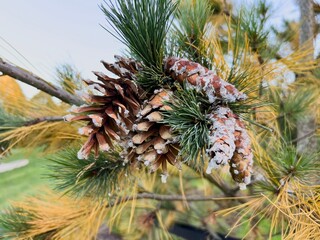 Close-up of pine branch with cones lightly covered in snow, early winter nature detail with soft daylight
