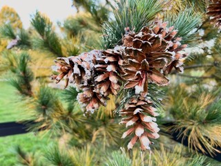 Pine branch with cones dusted in light snow, close-up of evergreen tree in early winter morning