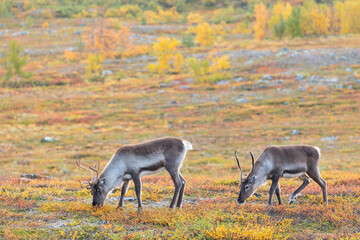 Rentierherde beim Abisko Nationalpark im farbenfrohen Herbst Lapplands unterhalb der Lapporten / Čuonjávággi.
