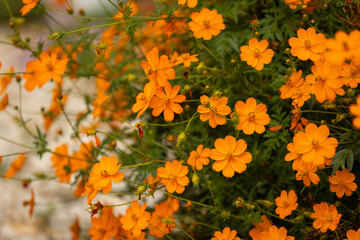 Cosmos sulphureus, pomarańczowe kwiaty w letnim ogrodzie, tło kwiatowe, tapeta do projektowania