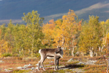 Rentier beim Abisko Nationalpark im farbenfrohen Herbst Lapplands unterhalb der Lapporten / Čuonjávággi.