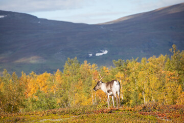 Obraz premium Rentier beim Abisko Nationalpark im farbenfrohen Herbst Lapplands unterhalb der Lapporten / Čuonjávággi.