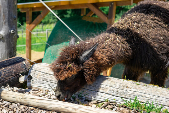 A dark brown llama eats carrots on a farm while standing in a pen. Watching animals in a petting zoo