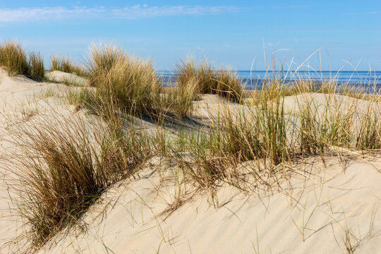 Sand dunes on the North Sea coast. Netherlands