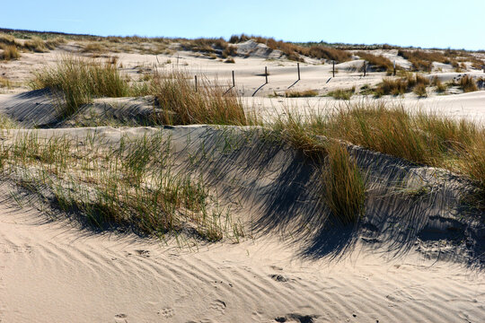 Sand dunes on the North Sea coast. Netherlands