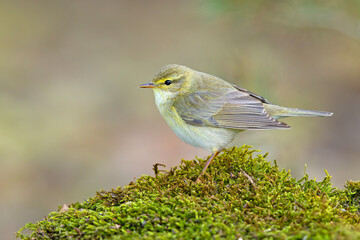 Piecuszek (Phylloscopus trochilus) © Grzegorz