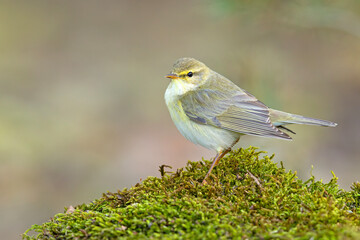 Piecuszek (Phylloscopus trochilus) © Grzegorz