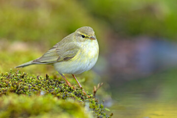 Piecuszek (Phylloscopus trochilus) © Grzegorz