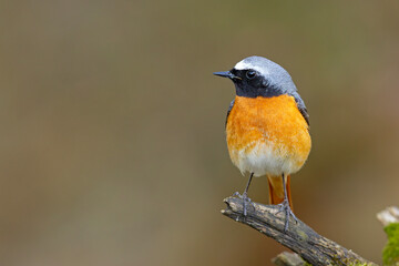 Pleszka (Phoenicurus phoenicurus) © Grzegorz