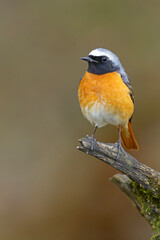 Pleszka (Phoenicurus phoenicurus) © Grzegorz