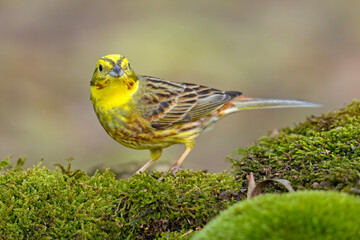 Trznadel (Emberiza citrinella) © Grzegorz