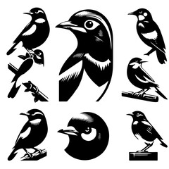 Naklejka premium Illustrations of birds in various poses and close ups in black and white vector format design style