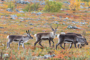 Rentierherde beim Abisko Nationalpark im farbenfrohen Herbst Lapplands unterhalb der Lapporten / Čuonjávággi.