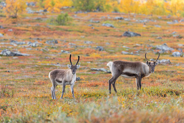 Rentierherde beim Abisko Nationalpark im farbenfrohen Herbst Lapplands unterhalb der Lapporten / Čuonjávággi.