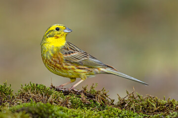 Trznadel (Emberiza citrinella) © Grzegorz
