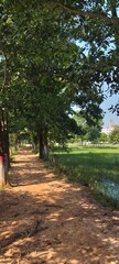 Fototapeta premium Peaceful Tree-Lined Pathway Through a Rural Countryside Forest in Bangladesh 