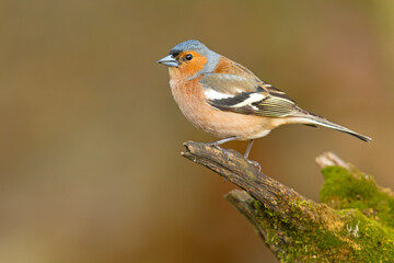 Zięba (Fringilla coelebs) © Grzegorz