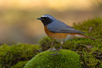 Pleszka (Phoenicurus phoenicurus) © Grzegorz