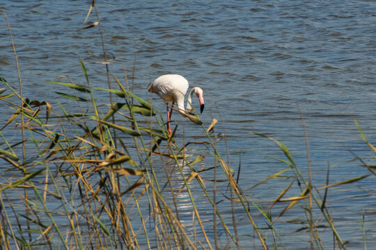 flamingo in the wetlands of Parc natural de s'Albufera de Mallorca (Muro, Spain)