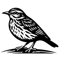 Illustration of a black and white bird perched on a branch with detailed feather patterns and sharp beak