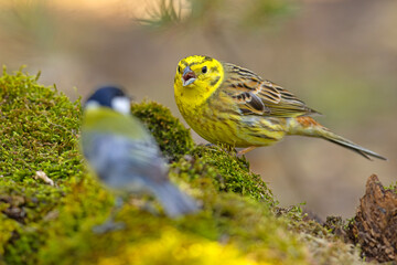 Trznadel (Emberiza citrinella) © Grzegorz