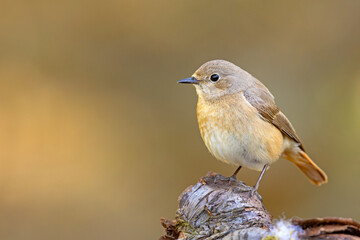 Pleszka (Phoenicurus phoenicurus) © Grzegorz
