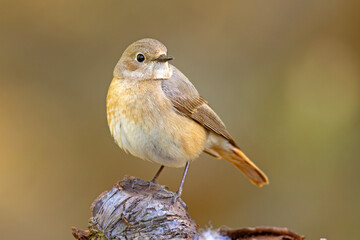 Pleszka (Phoenicurus phoenicurus) © Grzegorz