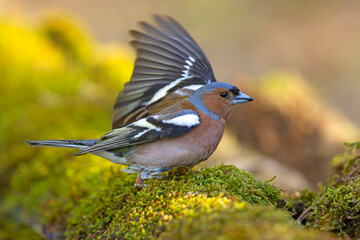 Zięba (Fringilla coelebs) © Grzegorz