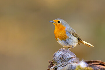 Rudzik (Erithacus rubecula) © Grzegorz