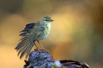 Piecuszek (Phylloscopus trochilus) © Grzegorz
