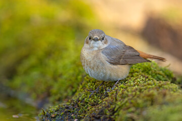 Pleszka (Phoenicurus phoenicurus) © Grzegorz