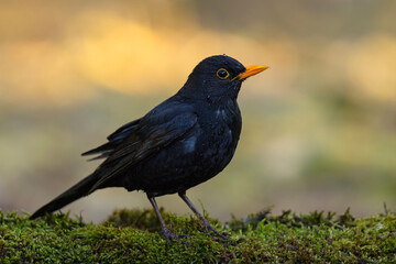 Kos (Turdu merula) © Grzegorz
