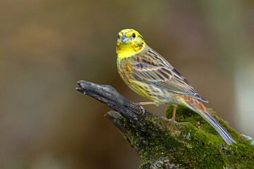 Trznadel (Emberiza citrinella) © Grzegorz