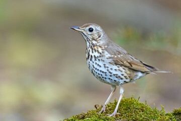 Śpiewak (Turdus philomelos) © Grzegorz