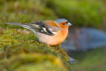 Zięba (Fringilla coelebs) © Grzegorz