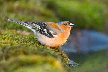Zięba (Fringilla coelebs) © Grzegorz