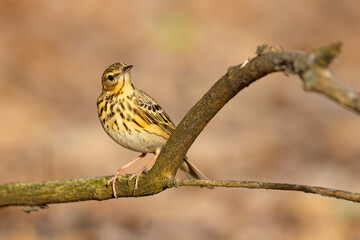 Świergotek drzewny (Anthus trivialis) © Grzegorz