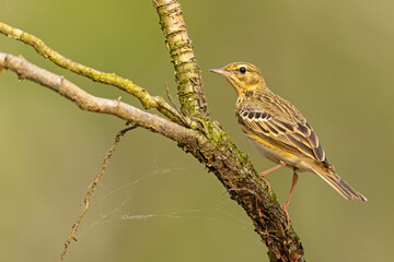 Świergotek drzewny (Anthus trivialis) © Grzegorz