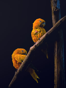 Two yellow parrots perched on tree branches against dark background