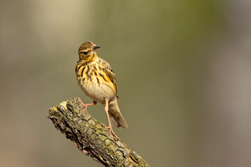 Świergotek drzewny (Anthus trivialis) © Grzegorz