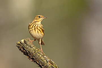 Świergotek drzewny (Anthus trivialis) © Grzegorz