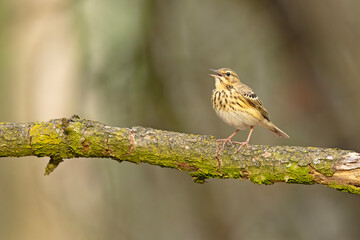Świergotek drzewny (Anthus trivialis) © Grzegorz